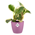 brussels rond mini 10,5cm levendig violet